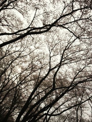 Sakura17